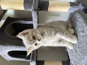 Bkh & ekh kitten baby Bild 6