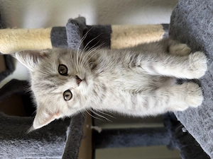 Bkh & ekh kitten baby Bild 5