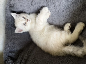 Bkh & ekh kitten baby Bild 4