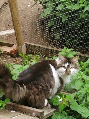 Mencon mix Kater 