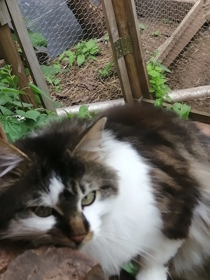 Mencon mix Kater 
