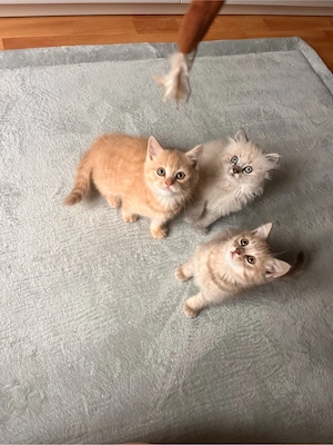 wunderschöner BKH Kater 