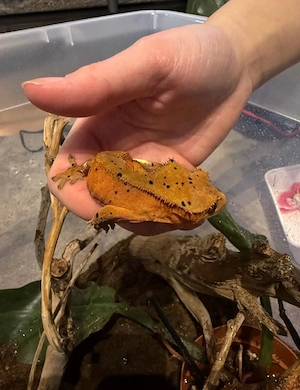 Correlophus ciliatus, Kronengecko Red Dalmatiner Männchen