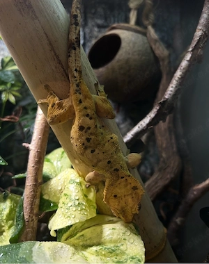 Correlophus ciliatus, Kronengecko Dalmatiner Weibchen