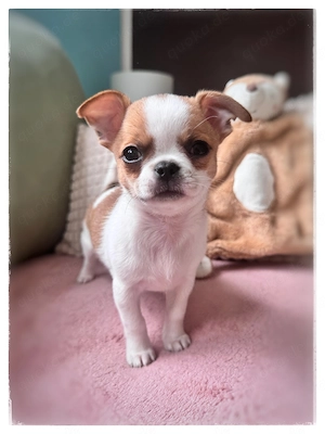 Wunderschöner Chihuahua Rüde aus seriöser Zucht mit Erfahrung