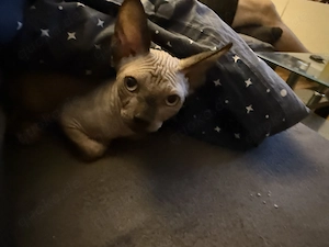 Sphynx-Kater, 1 Jahr, sucht liebevolles Zuhause