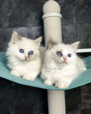 Ragdoll-Kätzchen