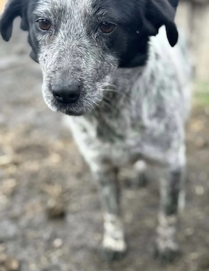 Süße Wilma wartet am Ammersee auf ihr zu Hause