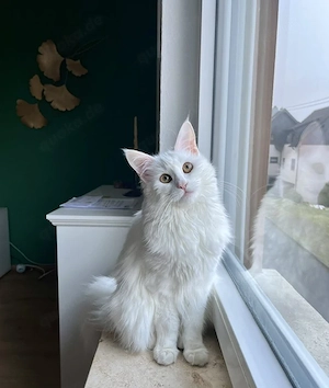 Süße Kitten Maine Coon Katze   Britisch Langhaar ab sofort reservierbar