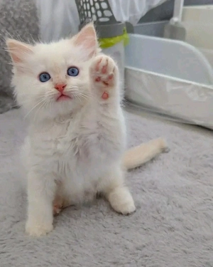 Ragdoll-Kätzchen
