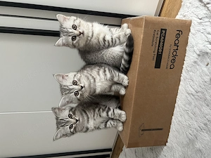Britisch Kurzhaar kitten 