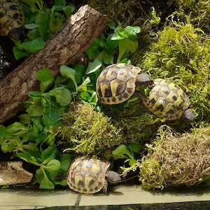 Griechische Landschildkröten von 2025