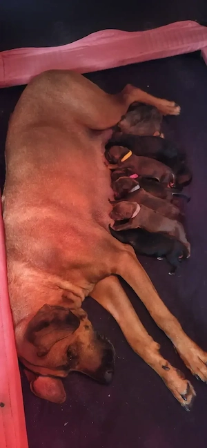Rhodesian Ridgeback   Weimaraner (blau) Mischlings Welpen Bild 3