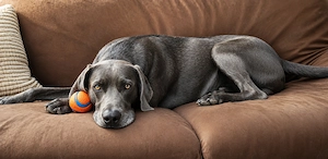 Rhodesian Ridgeback   Weimaraner (blau) Mischlings Welpen Bild 5