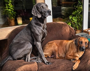 Rhodesian Ridgeback   Weimaraner (blau) Mischlings Welpen Bild 7