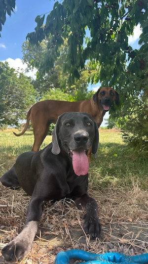 Rhodesian Ridgeback   Weimaraner (blau) Mischlings Welpen Bild 4