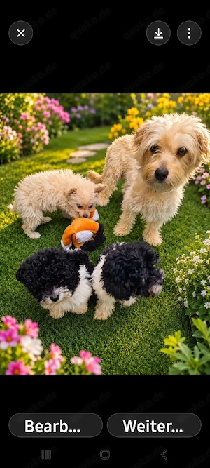 Zuckersüße Maltipoo 