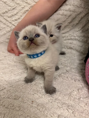Süße Point-Kitten ab 1. Juli abzugeben, entwurmt & stubenrein.