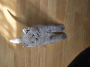Reinrassiger BKH Kater