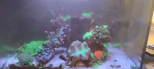 Meerwasseraquarium zu verkaufen 
