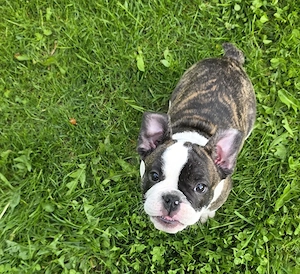 New English Bulldog 