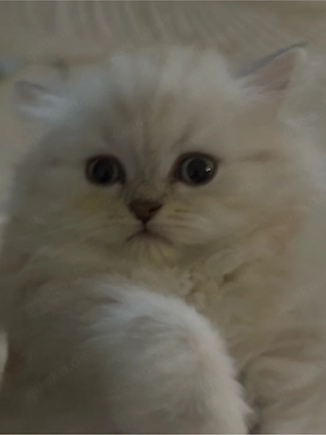 BKH baby katze langhaar 