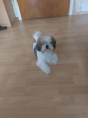 4 Monate alt bichon 