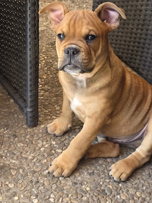 Old Englisch Bulldog Welpen mit Ahnentafeln Abgabebereit