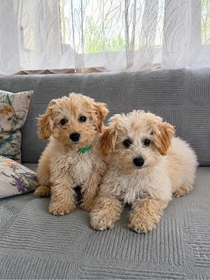 Maltipoo Welpen    