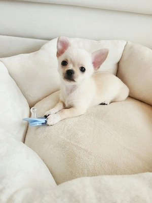 Chihuahua Welpen 