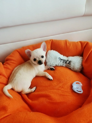 Chihuahua Welpen 