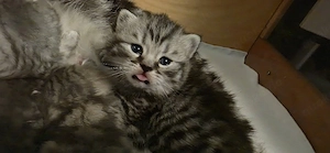 Britisch Kurzhaar Kitten BKH