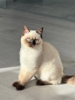 Katerchen 4 Monate 