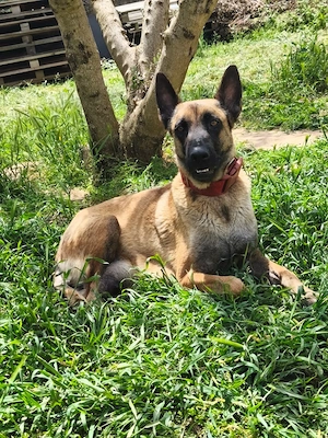 Malinois Rüde 8Mon bundesweit ausreisebereit  Bild 3