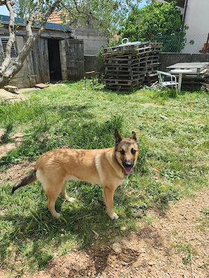 Malinois Rüde 8Mon bundesweit ausreisebereit  Bild 4