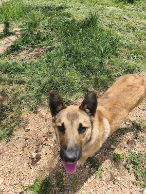 Malinois Rüde 8Mon bundesweit ausreisebereit 