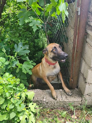 Malinois Rüde 8Mon bundesweit ausreisebereit  Bild 2