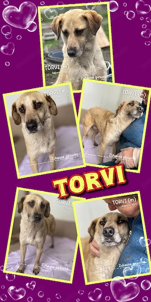 Traumrüde Torvi (menschenbezogen, lieb, offen, sanft, freundlich uvm) sucht ein Zuhause