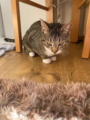 Katze sucht ein neues zuhause