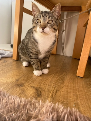 Katze sucht ein neues zuhause