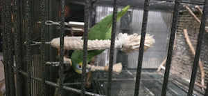 vögel