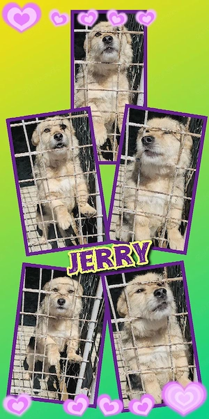 offener, freundlicher, menschenbezogener, lieber Rüde "Jerry" sucht ein schönes Zuhause