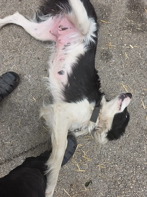 Border Collie Hündin 1j 15kg TRAUMHUND ausreisebereit nach Adoption  Bild 7
