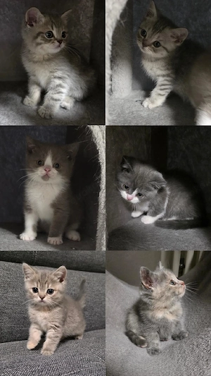 Bkh Kitten