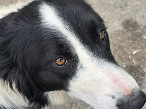 Border Collie Hündin 1j 15 kg Traumhund ausreisebereit nach Adoption 