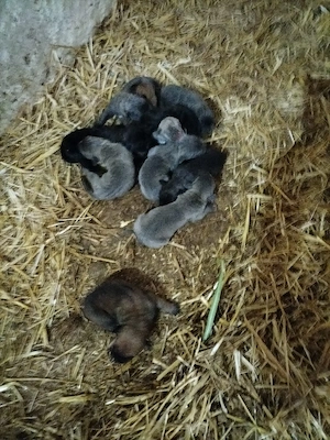 cane corso welpen 