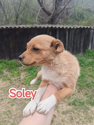 Soley - wer schenkt ihr Liebe und Geborgenheit?