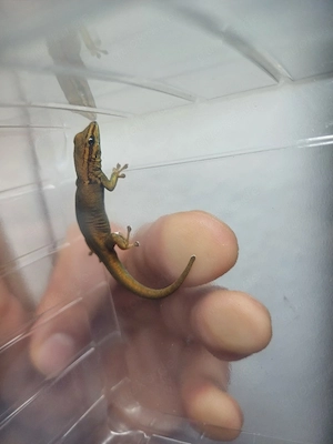 Lygodactylus Williamsi - Himmelblauer Zwergtaggecko