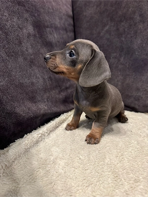 Zwerg Dackel, nur noch 1 blue tan mädchen!