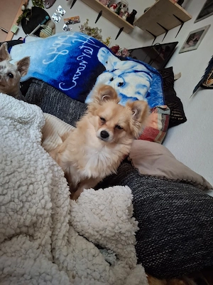Sehr schöner Chihuahua Pommerania - Mix